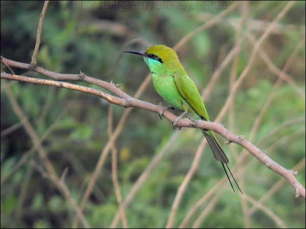 Asian Green Bee-eater littlegreen_beeeater_16687.psd