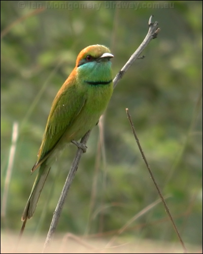 Asian Green Bee-eater littlegreen_beeeater_16790.psd