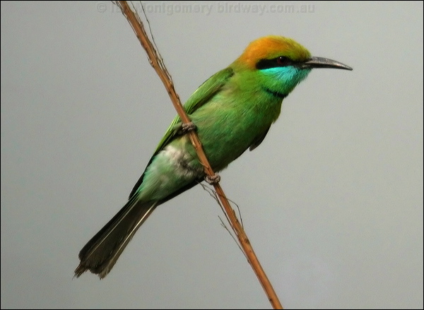 Asian Green Bee-eater littlegreen_beeeater_16813.psd