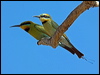 Click here to enter gallery and see photos/pictures/images of Rainbow Bee-eater