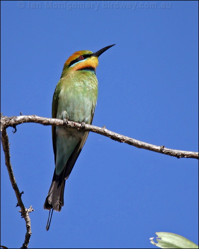Rainbow Bee-eater rainbow_bee_eater_07844.psd