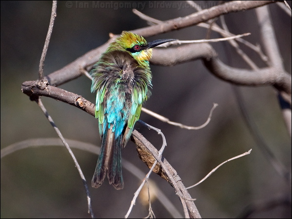 Rainbow Bee-eater rainbow_bee_eater_163645.psd