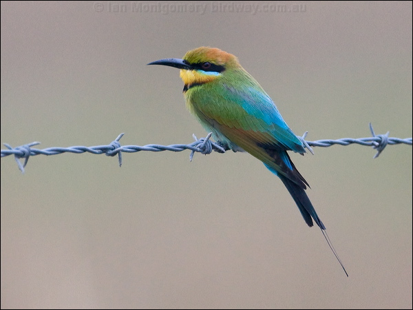 Rainbow Bee-eater rainbow_bee_eater_169728.psd