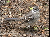 Click here to enter gallery and see photos/pictures/images of >Long-tailed Mockingbird