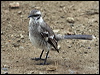 Click here to enter gallery and see photos of: Black-capped Donacobius; Northern, Tropical and Long-tailed Mockingbirds.