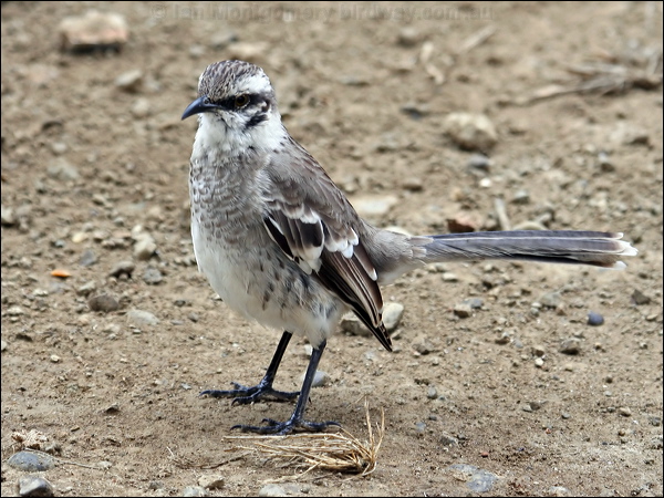 Long-tailed Mockingbird longtailmockingbird_27538.psd