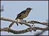 Click here to enter gallery and see photos/pictures/images of Northern Mockingbird