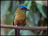 Click here to enter gallery and see photos/pictures/images of Amazonian Motmot