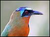 Click here to enter gallery and see photos of:  Blue-crowned Motmot