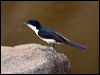 Click here to enter gallery and see photos/pictures/images of Paperbark Flycatcher