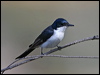 Click here to enter gallery and see photos of: Southern Shrikebill, Black-winged, Black-faced, White-eared, Frilled and Pied Monarch; Magpie-Lark; Leaden, Melanesian, Satin, Broad-billed, Restless and Shining Flycatchers