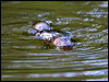 Click here to enter gallery and see photos/pictures/images of Platypus 
