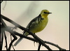 Click here to enter gallery and see photos/pictures/images of Citrine Wagtail