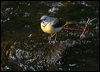 Click here to enter gallery and see photos/pictures/images of Grey Wagtail
