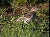 Click here to enter gallery and see photos/pictures/images of Meadow Pipit