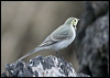 Click here to enter gallery and see photos of: White/Pied, Citrine, Yellow and Grey Wagtails; Paddyfield, Australasian, Olive-backed, Meadow, Rosy and Rock Pipits.