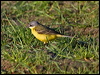 Click here to enter gallery and see photos/pictures/images of Yellow Wagtail