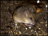 Click here to enter gallery and see photos/pictures/images of Bush Rat