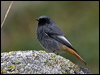 Click here to enter gallery and see photos/pictures/images of Black Redstart