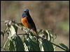 Click here to enter gallery and see photos/pictures/images of Blue-fronted Redstart