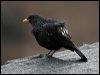 Click here to enter gallery and see photos/pictures/images of Blue Whistling Thrush