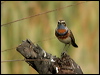 Click here to enter gallery and see photos/pictures/images of Bluethroat