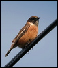 Click here to enter gallery and see photos/pictures/images of European Stonechat
