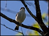 Click here to enter gallery and see photos/pictures/images of European Pied Flycatcher