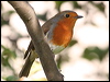 Click here to enter gallery and see photos/pictures/images of European Robin