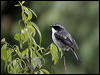 Click here to enter gallery and see photos/pictures/images of Grey Bush Chat