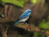 Click here to enter gallery and see photos/pictures/images of Malaysian Blue Flycatcher