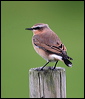 Click here to enter gallery and see photos/pictures/images of Northern Wheatear