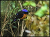 Click here to enter gallery and see photos/pictures/images of Rufous-bellied Niltava