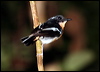 Click here to enter gallery and see photos/pictures/images of Rufous-chested Flycatcher