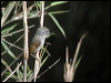 Click here to enter gallery and see photos/pictures/images of Rufous-gorgeted Flycatcher