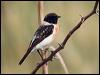 Click here to enter gallery and see photos/pictures/images of Siberian Stonechat
