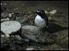 Click here to enter gallery and see photos/pictures/images of Slaty-backed Forktail