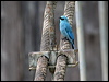 Click here to enter gallery and see photos/pictures/images of Verditer Flycatcher