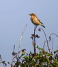 Click here to enter gallery and see photos/pictures/images of Whinchat