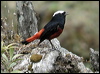 Click here to enter gallery and see photos/pictures/images of White-capped Redstart