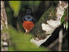 Click here to enter gallery and see photos/pictures/images of White-rumped Shama