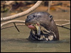 Click here to enter gallery and see photos/pictures/images of Giant Otter