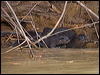 neotropical_otter_205424