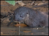 Click here to enter gallery and see photos/pictures/images of Neotropical Otter