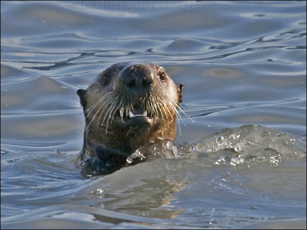 Sea Otter sea_otter_67383.psd
