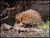 echidna_numbat_215547