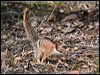 Click here to enter gallery and see photos/pictures/images of Numbat