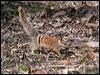 numbat_215589