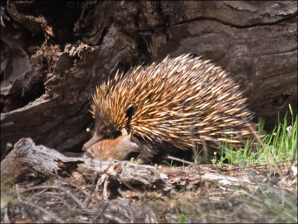 Numbat echidna_numbat_215547.psd