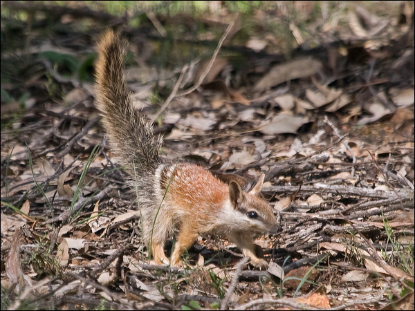 Numbat numbat_215588.psd